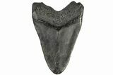 Bargain, Fossil Megalodon Tooth - South Carolina #165411-1